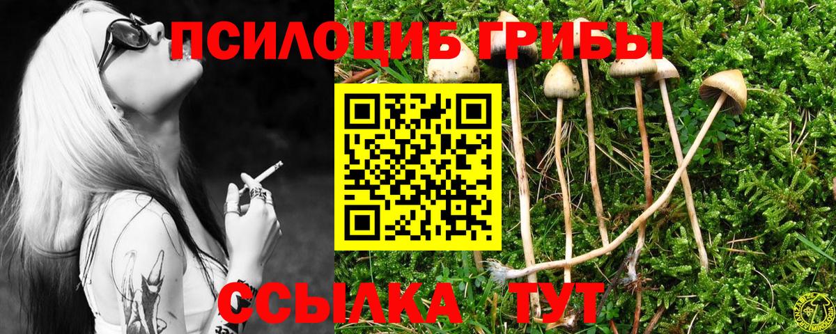 Галлюциногенные грибы Psilocybe Нальчик